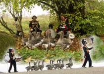 Back_Stage_Kitty_Hagen_ganzenfanfare_dieren_act Back_Stage_Kitty_Hagen_ganzenfanfare_dieren_act
